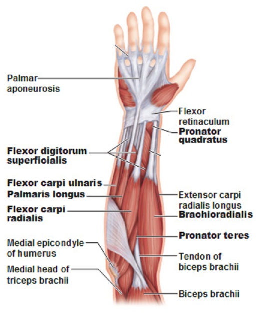 muscle anatomy of lower arm